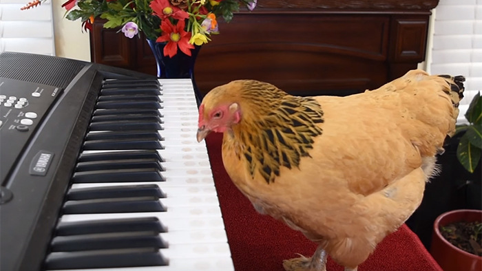 Quand une poule joue du piano…